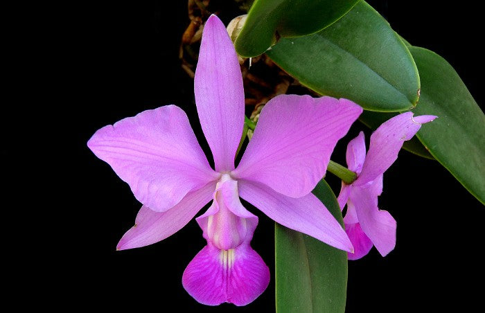 Cattleya walkeriana