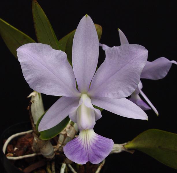 Cattleya schilleriana var. coerulea – Giulio Celandroni Orchidee