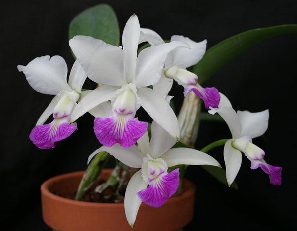 Cattleya walkeriana var. semi alba