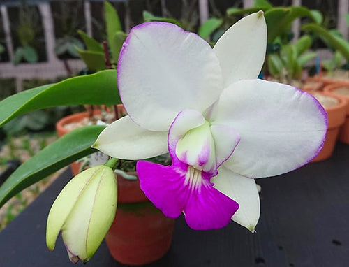 Cattleya walkeriana var. semi-alba 'Elixir of Love'