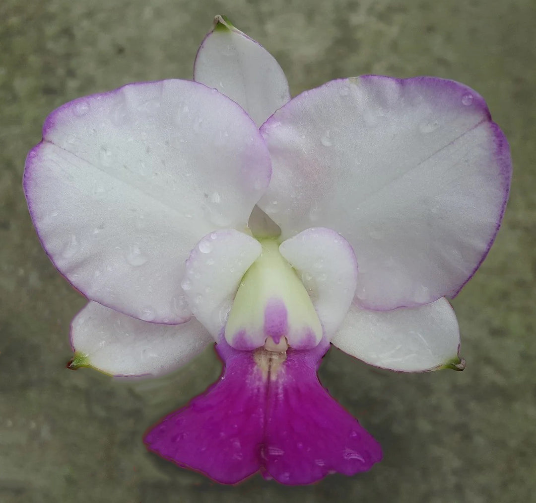 Cattleya walkeriana var. semi-alba 'Elixir of Love'
