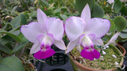 Cattleya walkeriana var. semi-dawn 'Elixir of Love'