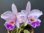 Carica l&#39;immagine nel visualizzatore Galleria, Laelia alaorii f. suave x Cattleya warneri f. albescens - Br Orquidea
