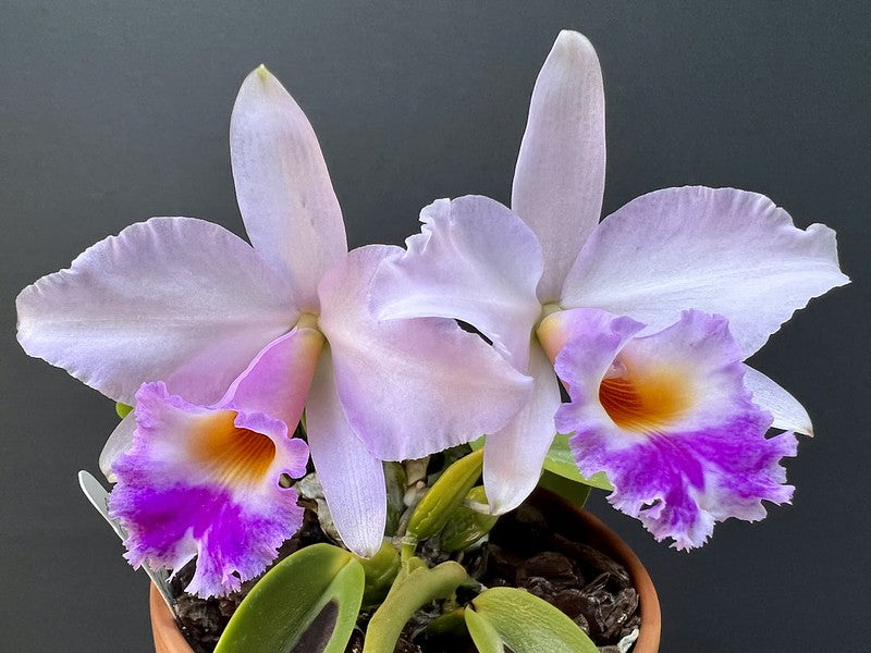 Laelia alaorii f. suave x Cattleya warneri f. albescens - Br Orquidea