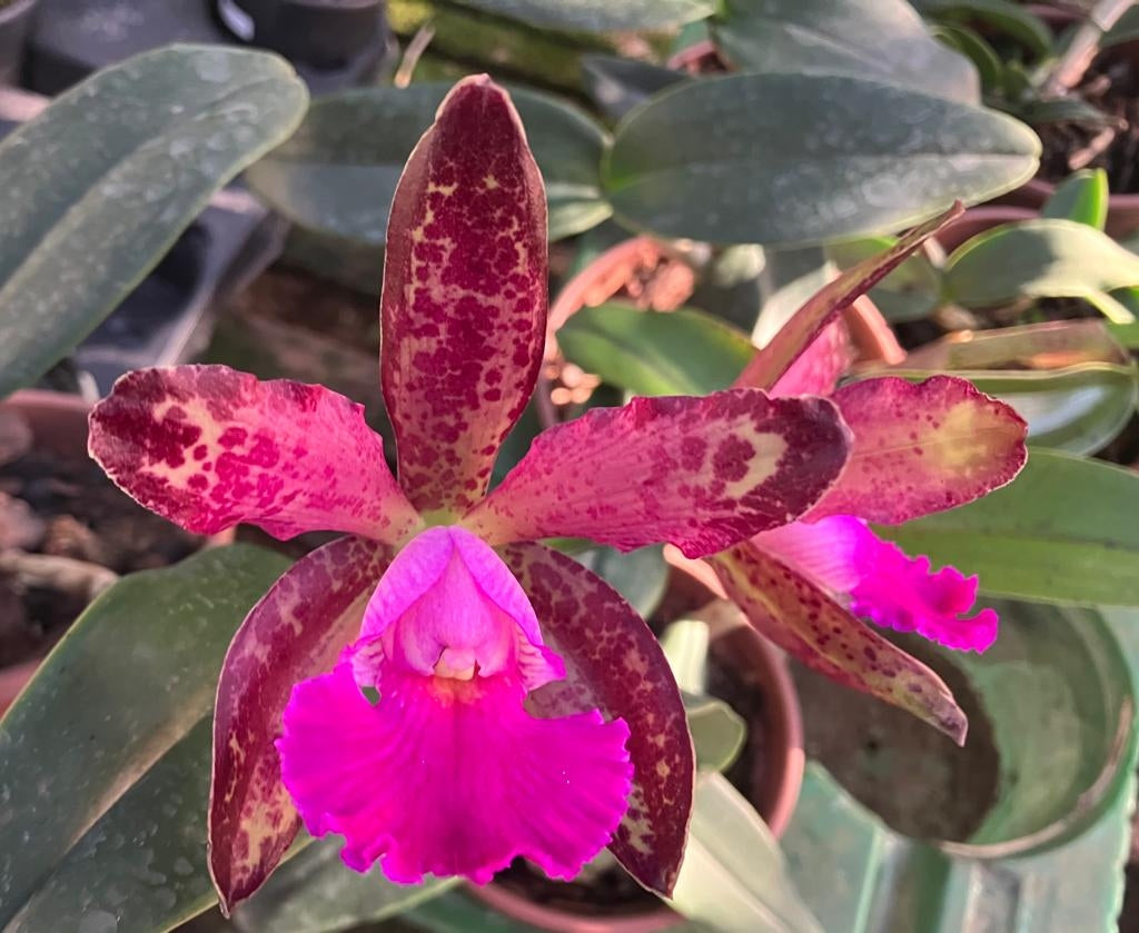 Cattleya ((Whitei x schilleriana) x C. Aclandiae) - Br Orquidea