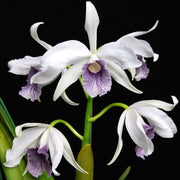 Cattleya (syn. Laelia) purpurata var. werkhauseri