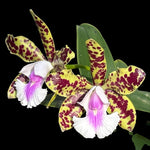 Carica l&#39;immagine nel visualizzatore Galleria, Cattleya YNS Green Leopard &#39;Jade Dragon&#39;
