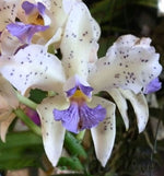 Load image into Gallery viewer, Cattleya amethystoglossa f. alba seeds - Br Orquidea