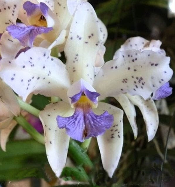 Cattleya amethystoglossa f. alba seeds - Br Orquidea