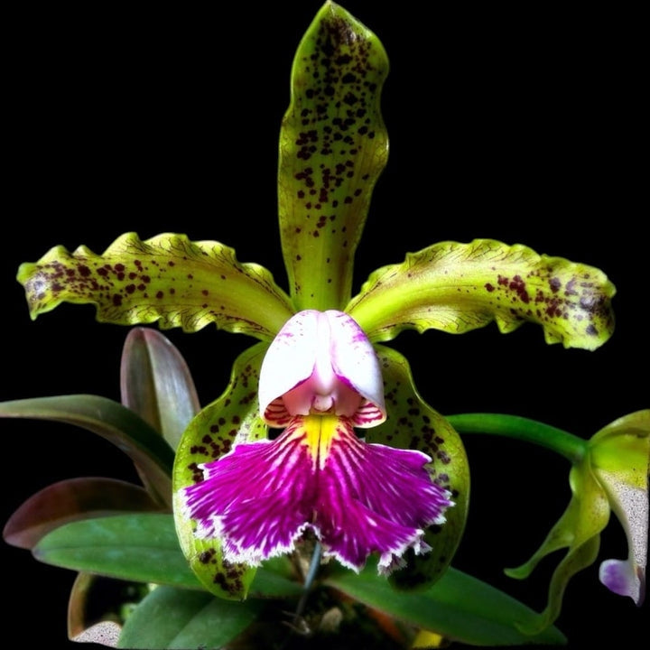 ☆【洋蘭原種】☆ C. schilleriana semi-alba 'Queen Esmeralda' (MC