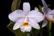 Cattleya schroderae x alaorii