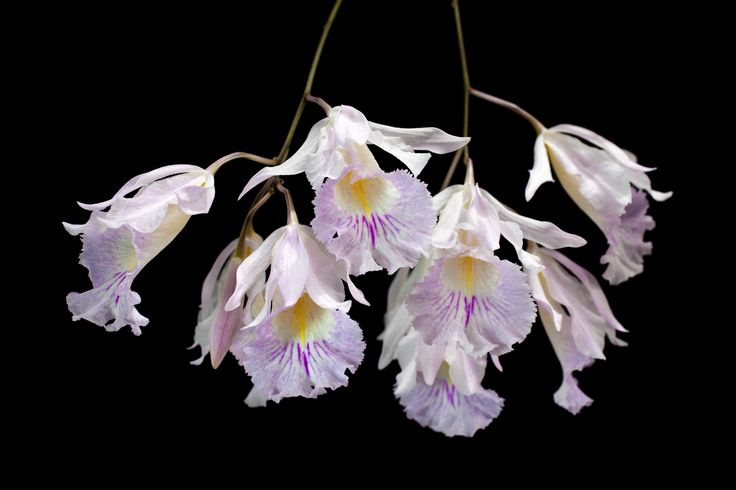 Broughtonia (syn. Cattleyopsis) lindenii