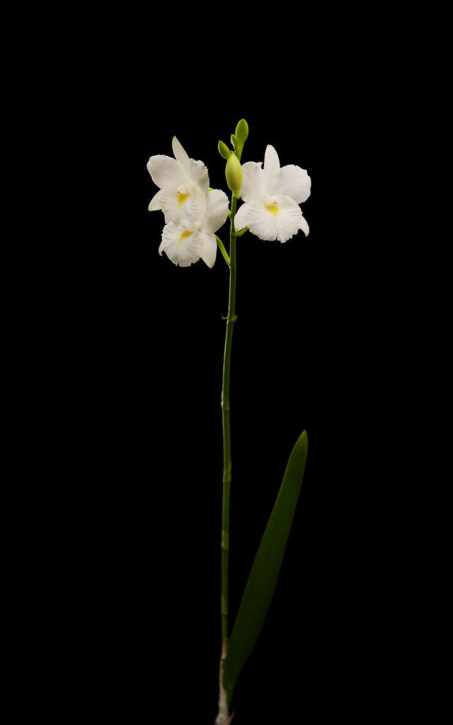 Cattleytonia Jet Set (Ctna. Maui Maid 'Lea' AM/AOS x Bro. sanguinea var. alba)