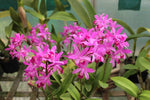 Carica l&#39;immagine nel visualizzatore Galleria, Cattlianthe Amaroo (Guarianthe bowringiana × Cattleya milleri)
