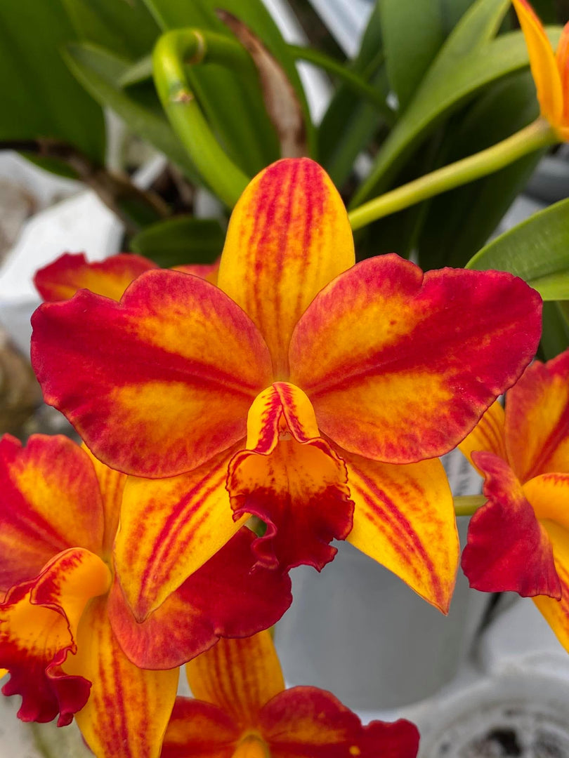 Cattlianthe Barefoot Mailman (Cattleya briegeri × Cattlianthe Madge Fordyce)