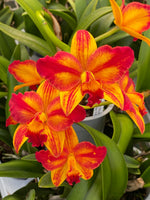 Carica l&#39;immagine nel visualizzatore Galleria, Cattlianthe Barefoot Mailman (Cattleya briegeri × Cattlianthe Madge Fordyce)
