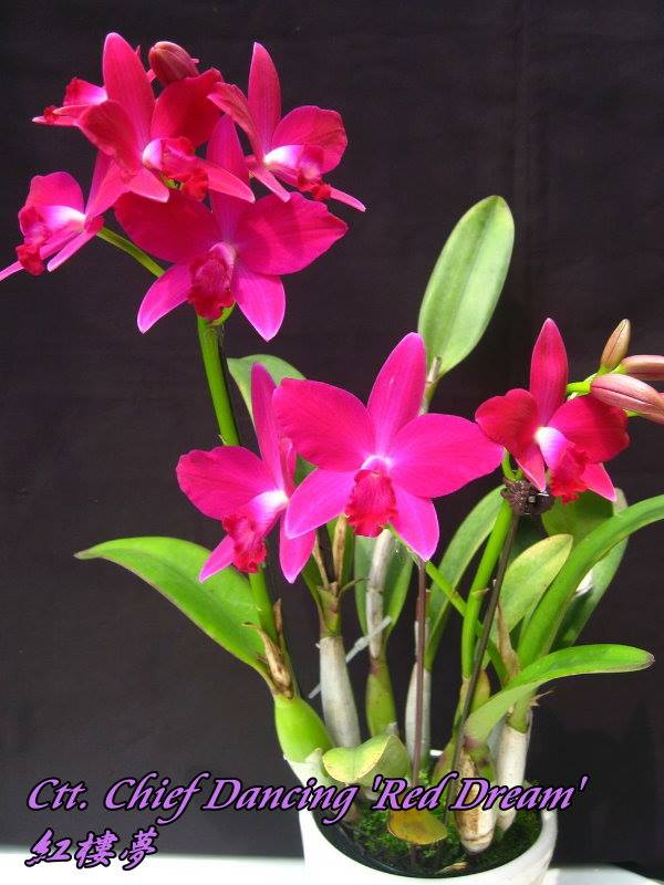 Cattlianthe Chief Dancing 'Red Dream' (C. Love Castle × Ctt. Dancing Ruby)