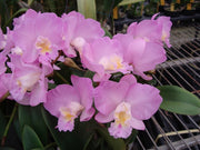 Cattlianthe Doris and Byron 'Christmas Rose'