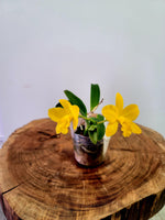 Load image into Gallery viewer, Cattlianthe Maric Delight (C. Beaufort × Ctt. Maricana)
