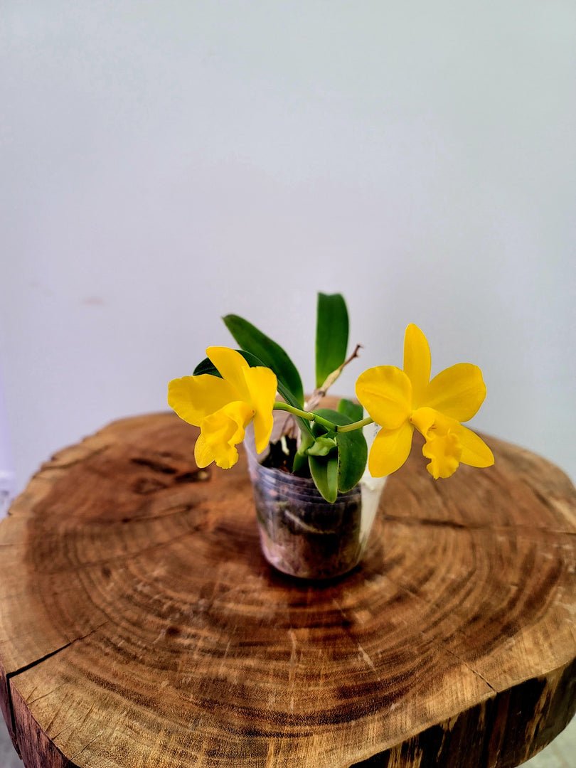 Cattlianthe Maric Delight (C. Beaufort × Ctt. Maricana)