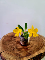 Cattlianthe Maric Delight (C. Beaufort × Ctt. Maricana)