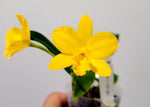 Load image into Gallery viewer, Cattlianthe Maric Delight (C. Beaufort × Ctt. Maricana)
