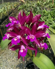 Cattlianthe Qing Ming Thirteen 'Red Grapes'