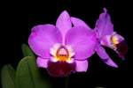 Load image into Gallery viewer, Cattlianthe Sakura Candy &#39;Angel&#39; (C. Starry Sky × Ctt. Candy Tuft)
