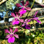 Carica l&#39;immagine nel visualizzatore Galleria, Catyclia Alden Reese (Catyclia Purple Glory × Encyclia cordigera)
