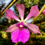 Carica l&#39;immagine nel visualizzatore Galleria, Catyclia Alden Reese (Catyclia Purple Glory × Encyclia cordigera)
