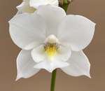 Carica l&#39;immagine nel visualizzatore Galleria, Caulaelia Snowflake &#39;Frosty&#39; AM/AOS (Caularthron bicornutum x Laelia albida)
