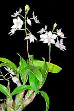 Carica l&#39;immagine nel visualizzatore Galleria, Caularthron bicornutum
