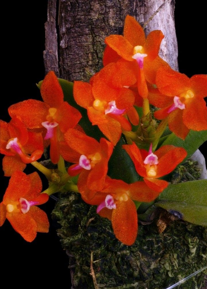 Ceratocentron fesselii