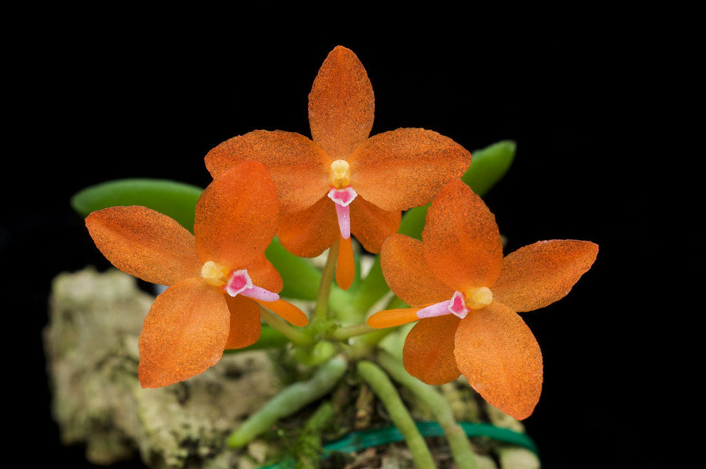 Ceratocentron fesselii