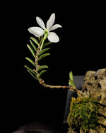 Load image into Gallery viewer, Trichoglottis biglandulosa syn. Ceratochilus biglandulosus
