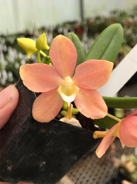 Ceratosiella LOC Hello Kitty (Amesiella monticola x Ceratocentron fesselii)