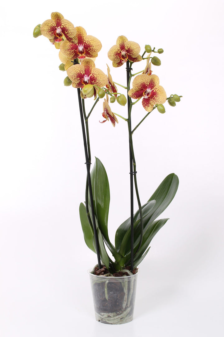 Phalaenopsis Charmer