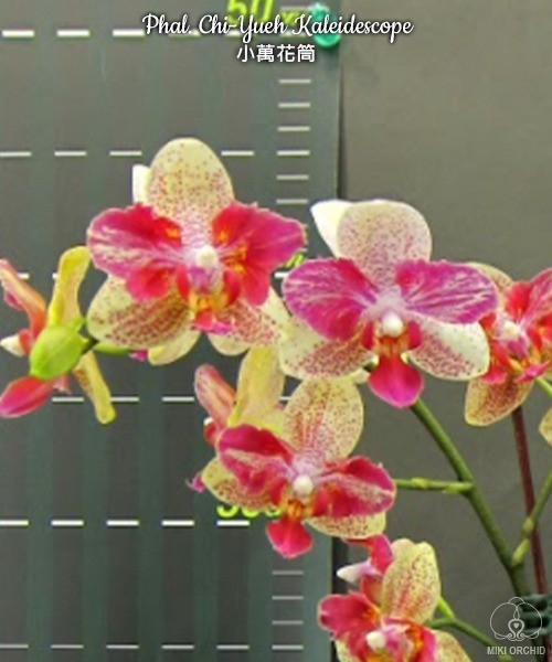 Phalaenopsis Chi-Yueh Kaleidescope