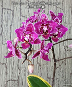 Load image into Gallery viewer, Phalaenopsis Chia E Yenlin (variegata &amp; peloric)
