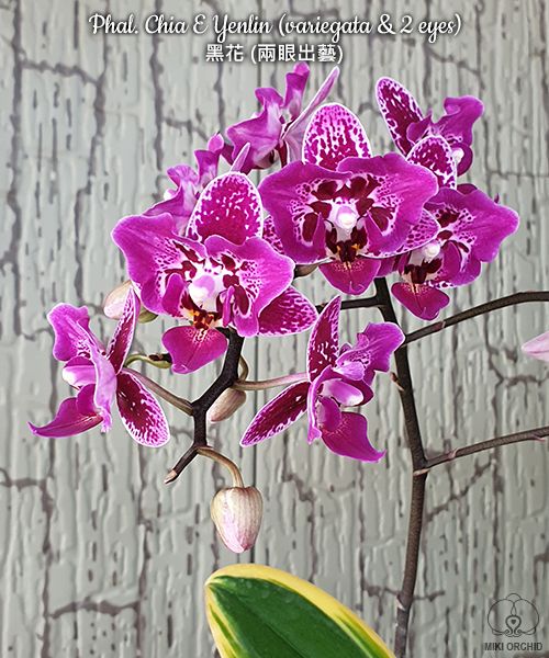 Phalaenopsis Chia E Yenlin (variegata &amp; peloric)