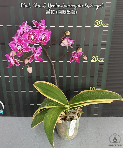 Phalaenopsis Chia E Yenlin (variegata &amp; peloric)
