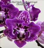 Load image into Gallery viewer, Phalaenopsis Chia E Yenlin (variegata &amp; peloric)
