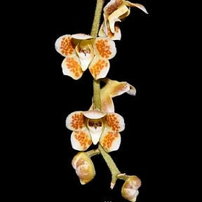 Chiloschista extinctoriformis