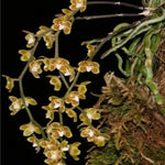 Carica l&#39;immagine nel visualizzatore Galleria, Chiloschista extinctoriformis
