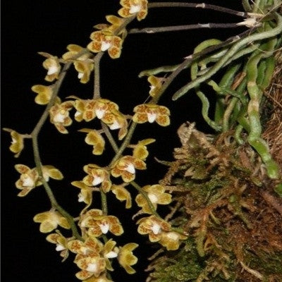 Chiloschista extinctoriformis