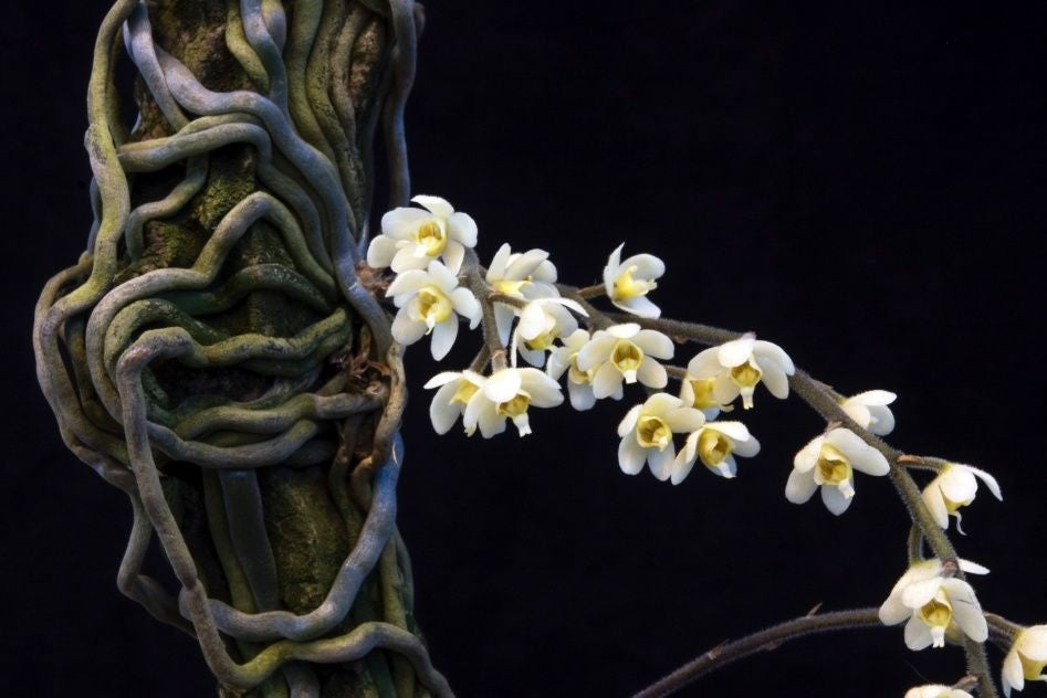 Chiloschista exuperei