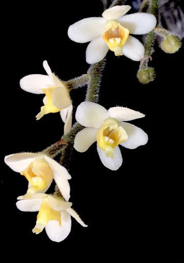 Chiloschista exuperei