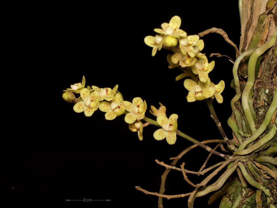 Chiloschista ramifera