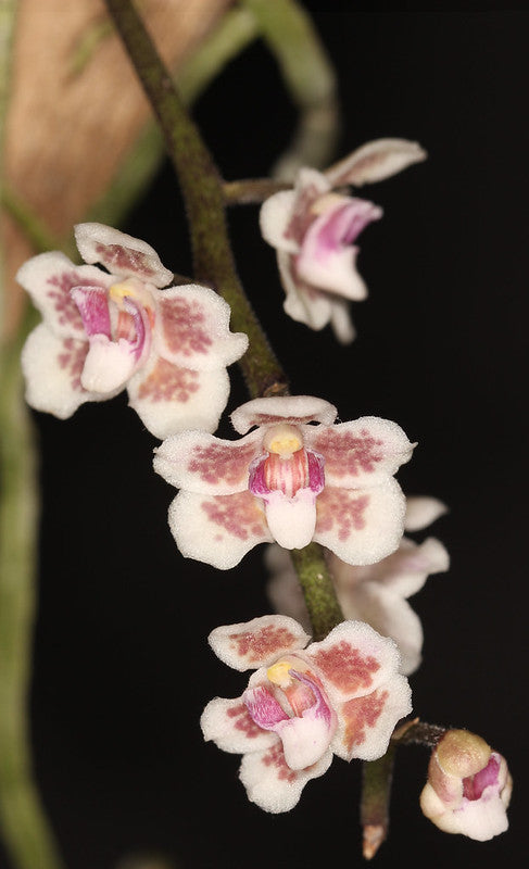 Chiloschista shanica