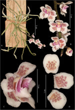 Load image into Gallery viewer, Chiloschista shanica
